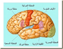 cerveau