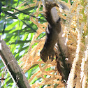 squirrel