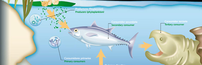 Ecosistemas marinos