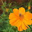 "Bright Lights" Cosmos