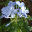 Plumbago (2)