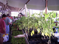 2007 Market 014.jpg