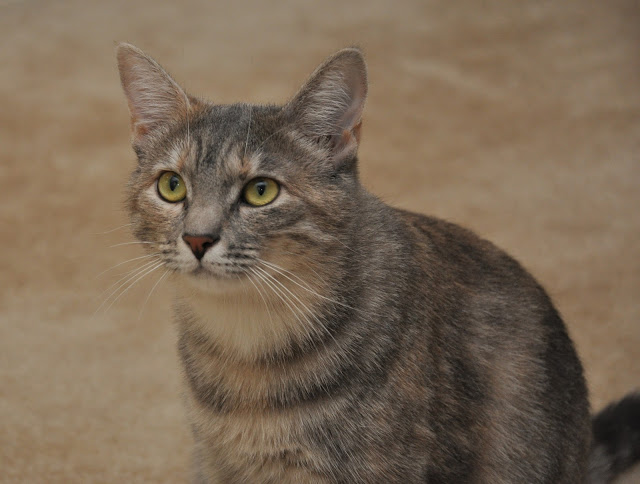 DSC_0981.jpg