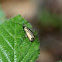Green Longhorn /Smaragdlangsprietmot