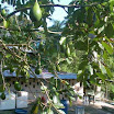 SunCamp_AguacateE.jpg