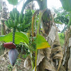 Tropical fruits at SuncampDR (2).JPG