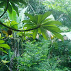 Tropical fruits at SuncampDR (5).JPG