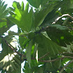 Tropical fruits at SuncampDR (13).jpg