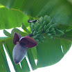 Tropical fruits at SuncampDR (12).jpg