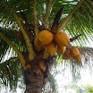 Tropical fruits at SuncampDR (9).jpg
