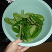 Guanabana against Cancer (1).JPG