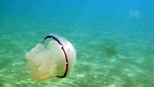 rhizostoma pulmo meduse italia