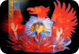 phoenix phoenix
