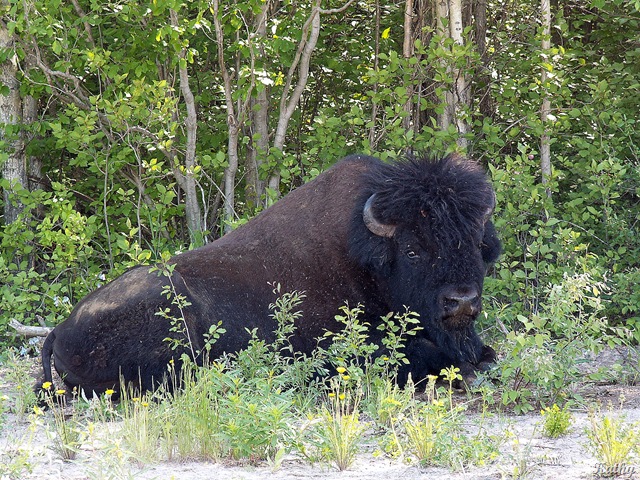 [6lWoodBison5.jpg]