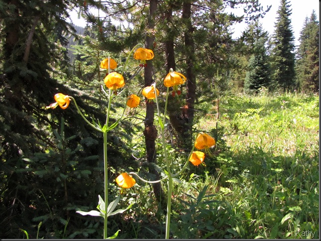 Tiger lilies along the trail