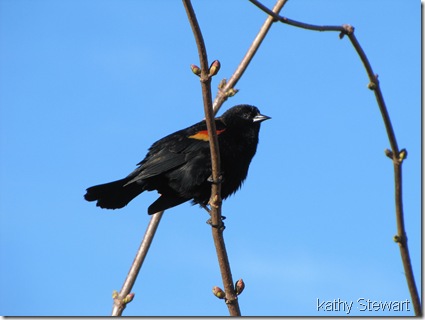 Red - wing Blackbird