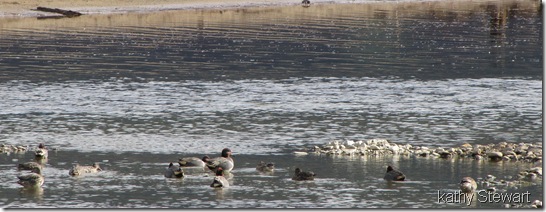 Flock of Green Wing Teal