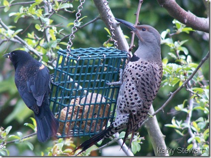Red Wing and Female Northern Flicker