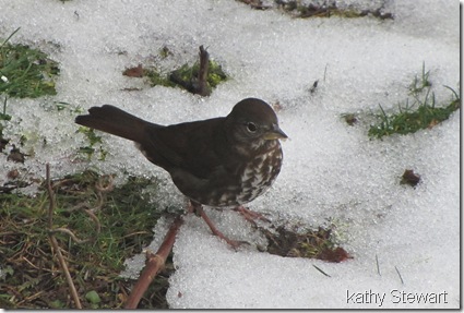 Fox Sparrow