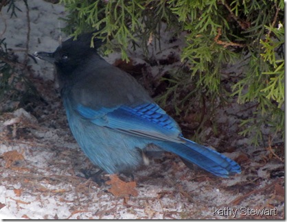 Steller's Jay