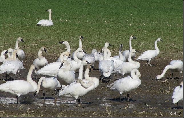 Field of Swans