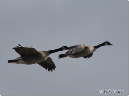 Goose pair