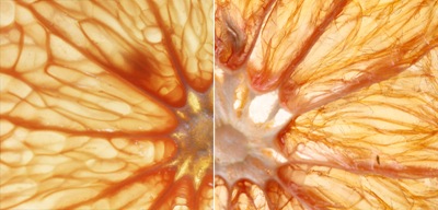 grapefruit03