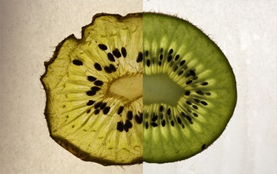 kiwi03