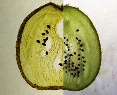 kiwi04