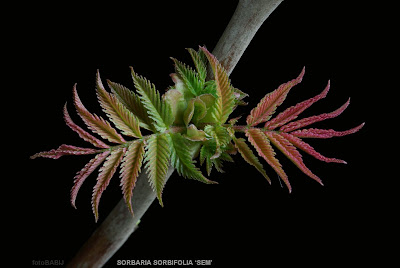 Sorbaria sorbifolia 'Sem' young leaf- Tawlina jarzębolistna 'Sem' młode liście