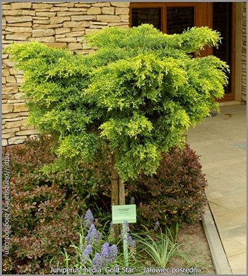Juniperus media 'Gold Star' habit - Jałowiec pośredni pokrój