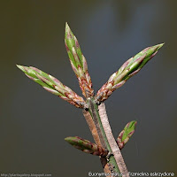 Euonymus alatus - Trzmielina oskrzydlona