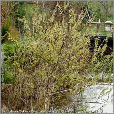 Salix udensis 'Sekka' - Wierzba sachalińska  'Sekka'