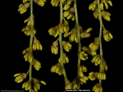 Quercus rubra male flowers - Dąb czerwony kwiaty męskie