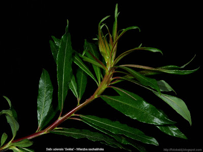 Salix udensis 'Sekka' - Wierzba sachalińska  'Sekka'