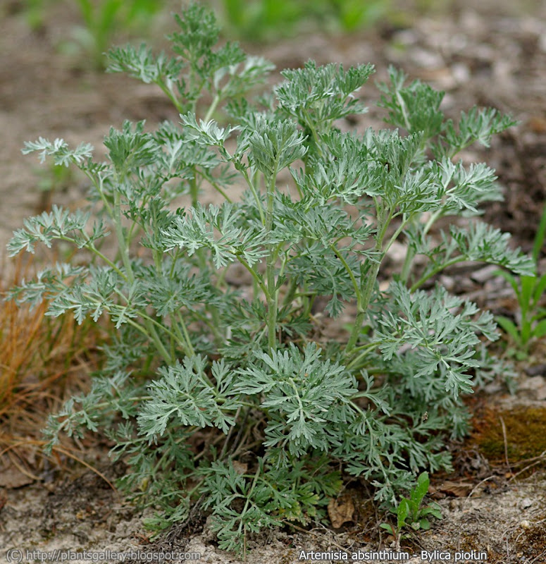 Artemisia absinthium habit - Bylica piołun pokrój