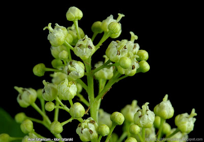 Acer tataricum flower - Klon tatarski kwiaty