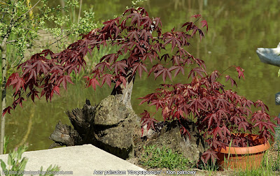 Acer palmatum 'Atropurpureum' - Klon palmowy 'Atropurpureum'