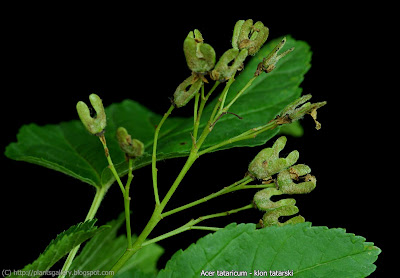 Acer tataricum young fruit - Klon tatarski młode owoce