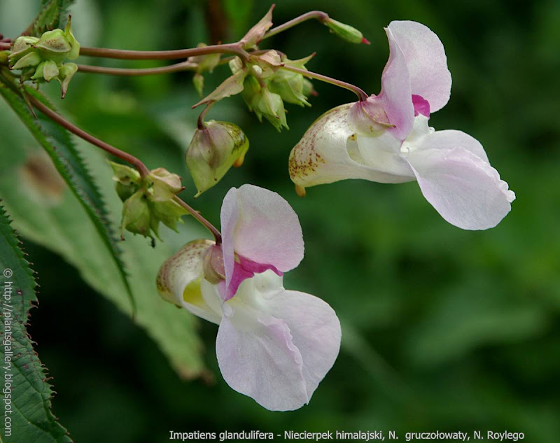 Impatiens glandulifera   flowers  - Niecierpek himalajski  kwiaty