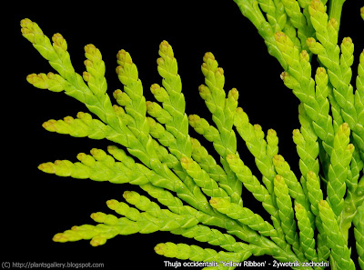 Thuja occidentalis 'Yellow Ribbon' - Żywotnik zachodni 'Yellow Ribbon'