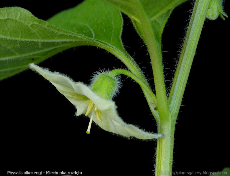 Physalis alkekengi flower - Miechunka rozdęta kwiat 