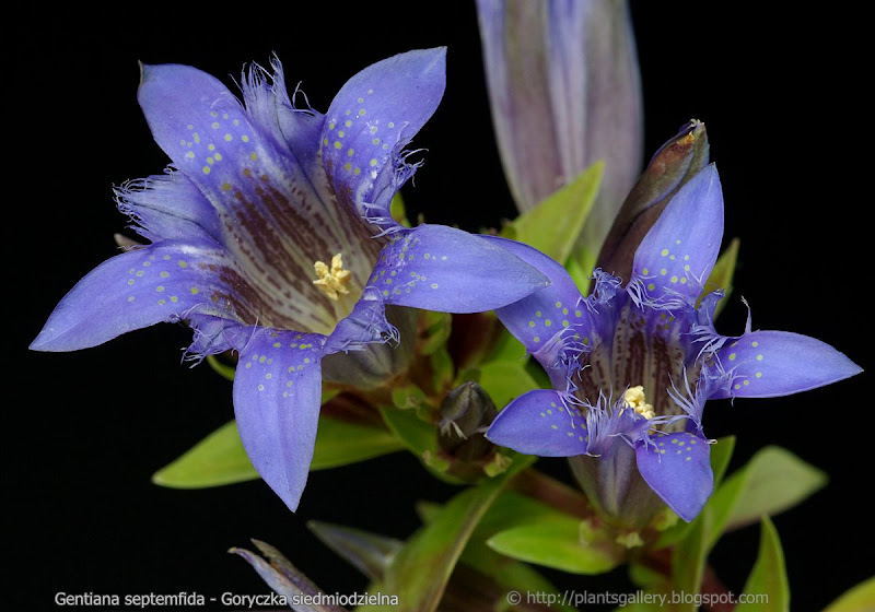 Gentiana septemfida habit flowers - Goryczka siedmiodzielna kwiaty 