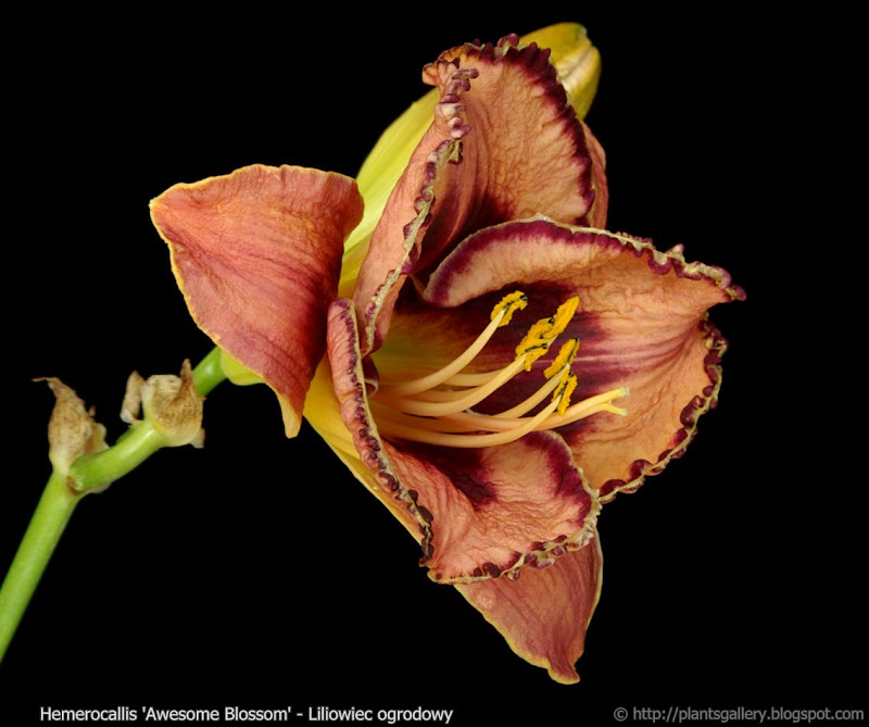 Hemerocallis 'Awesome Blossom' - Liliowiec ogrodowy 'Awesome Blossom' 