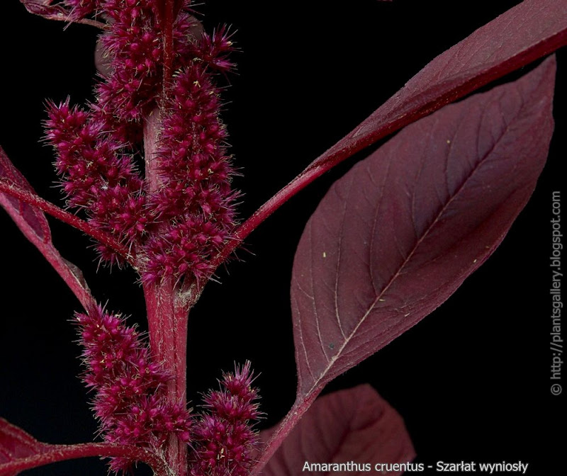 Amaranthus cruentus   fruits - Szarłat wyniosły owoce 