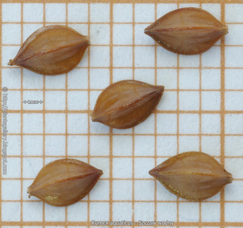 Rumex aquaticus seeds - Szczaw wodny nasiona