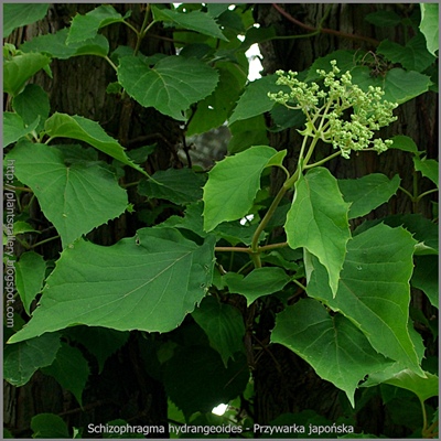 Schizophragma hydrangeoides - Przywarka japońska