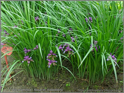 Iris graminea - Kosaciec trawolistny