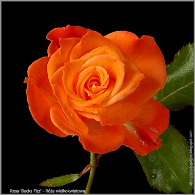 Rosa 'Bucks Fizz' - Róża wielkokwiatowa 'Bucks Fizz'