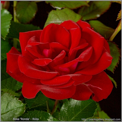 Rosa 'Ronda' - Róża 'Ronda'